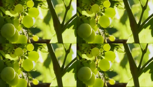 绿色的葡萄挂着，靠近高清在线视频素材下载