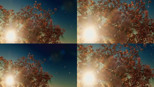 美丽的木兰树，落花，映衬着夕阳高清在线视频素材下载
