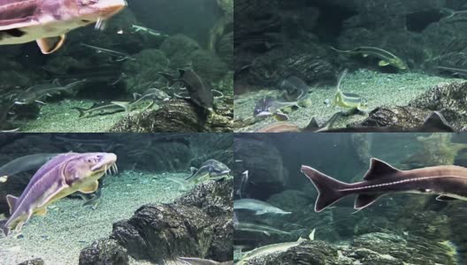 这些鲟鱼漂浮在马林湾水族馆的水下。高清在线视频素材下载