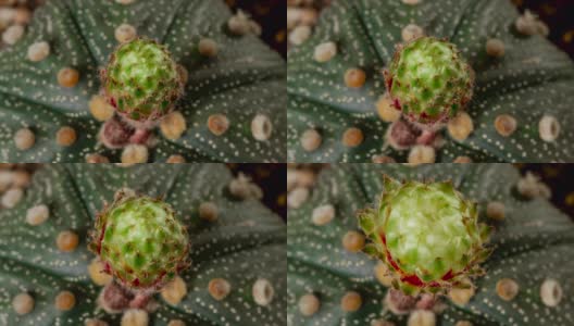 星形植物仙人掌开花延时摄影高清在线视频素材下载