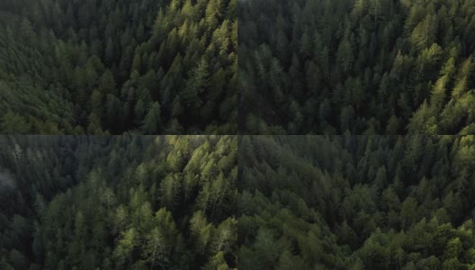 北加州红杉林:空中的高清在线视频素材下载