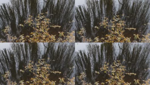 秋天的背景-纹理水面在一个池塘与黄色的落叶柳树和橡树，在秋天。暗水中垂柳的倒影。高清在线视频素材下载