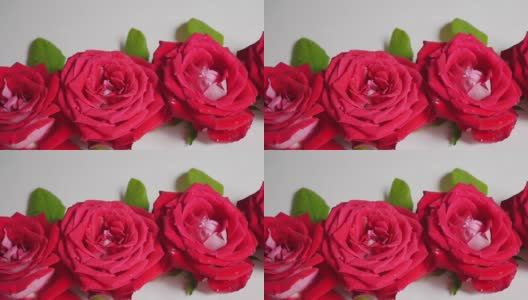 玫瑰花的背景。玫瑰花朵纹理。美丽的玫瑰。热带花园里的玫瑰。色彩鲜艳的玫瑰花。玫瑰花朵图案。束玫瑰花。玫瑰花园。红玫瑰。高清在线视频素材下载