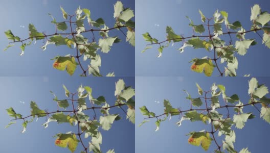 在葡萄园里-阳光下的葡萄叶子高清在线视频素材下载