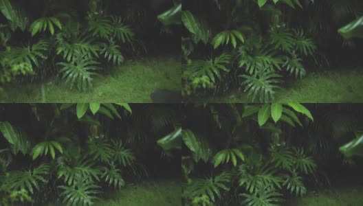 在雨季，绿色潮湿的热带树叶丛中有水滴流下来高清在线视频素材下载
