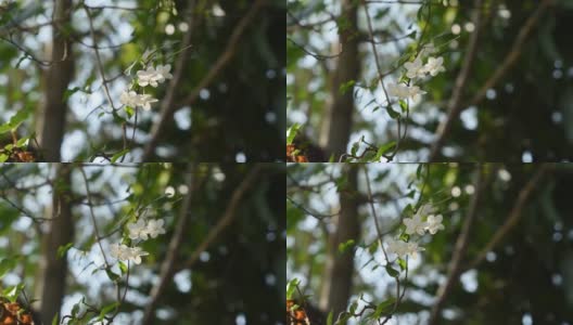 野水梅花白花挂枝，从风吹来高清在线视频素材下载