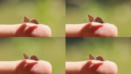 两只蝴蝶在一根手指上交配高清在线视频素材下载