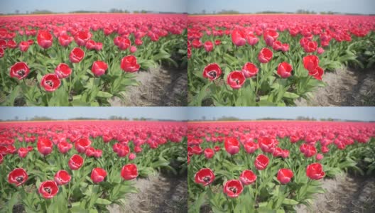 荷兰的红色郁金香田高清在线视频素材下载