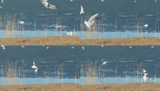 春天，公园里的海鸥在湖边飞翔。鸟类生活的调查高清在线视频素材下载