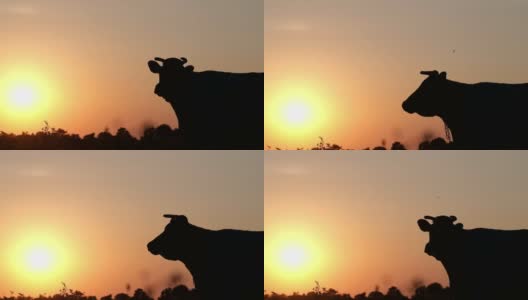 日落时奶牛的剪影。牛在牧场,高清在线视频素材下载