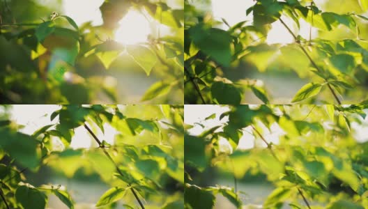 水平全景的美丽阳光通过绿叶在早晨高清在线视频素材下载