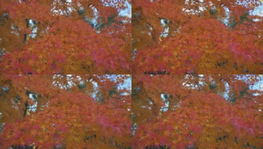 公园里的秋叶高清在线视频素材下载
