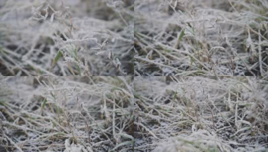 冬天地面结霜，植物丛生。高清在线视频素材下载