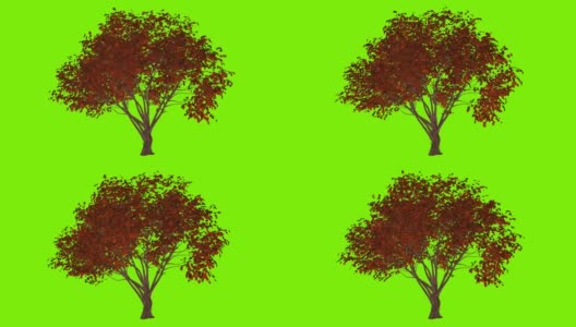 三维物体树在风中摇摆，绿色画面，动画高清在线视频素材下载