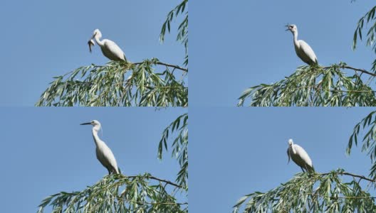 白鹭坐在柳树顶，蓝天为背景，吞下一条大鱼，大白鹭落在树顶，蓝色背景，4k电影，慢镜头。高清在线视频素材下载