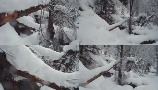 在特勒茨科湖岸边的特维内克(第三河)河上，在冬天大雪覆盖下的针叶林的步道上行走高清在线视频素材下载