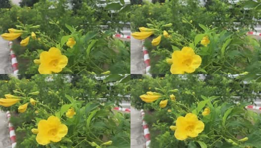 大自然上的黄色喇叭花高清在线视频素材下载