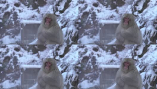 4k:温泉里的雪猴高清在线视频素材下载