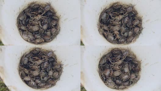 一个捕蟹者在稻田里捉到的一桶泥蟹的特写高清在线视频素材下载
