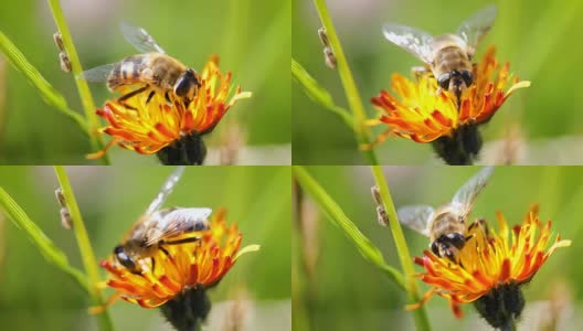 黄蜂从高山绉花收集花蜜高清在线视频素材下载