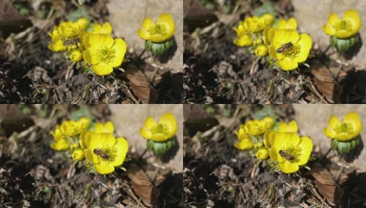 蜜蜂在冬附子(Eranthis hyemalis)花上。高清在线视频素材下载