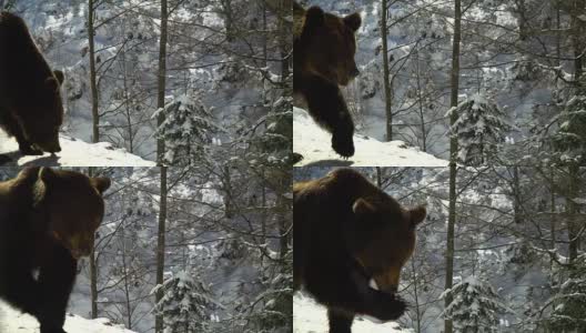 冬天的森林里有棕熊。一只熊在雪地里吃东西。高清在线视频素材下载