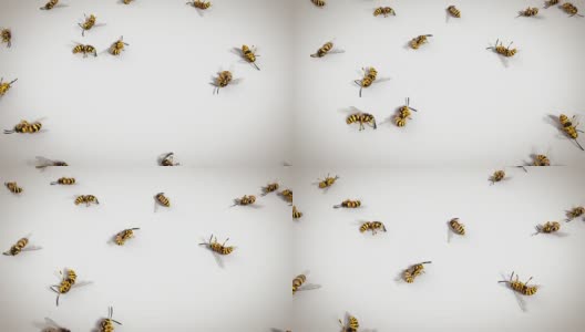 死黄蜂白色背景，循环动画高清在线视频素材下载
