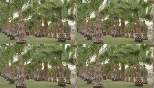 天堂岛上一个有风的日子里童话般的棕榈林高清在线视频素材下载