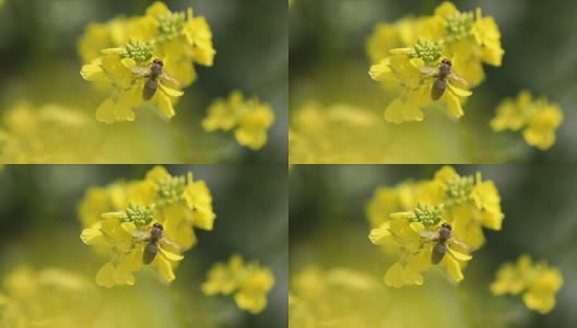 蜜蜂从芥菜花蜜中采集花蜜的慢动作。高清在线视频素材下载