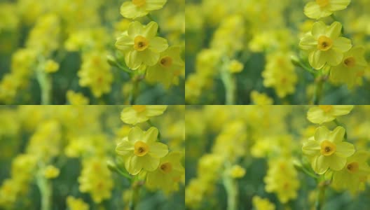 春天公园里新鲜的黄色水仙花。花园里盛开的花朵。花的草地。春天的复活节高清在线视频素材下载