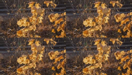黄色的枫叶在摇摆高清在线视频素材下载