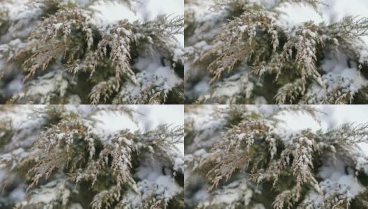 冷杉的树枝上覆盖着雪花在风中的公园高清在线视频素材下载