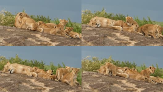 母狮在kopje抚育幼崽高清在线视频素材下载