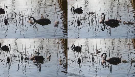 黑天鹅和他们的天鹅宝宝在湖里游泳高清在线视频素材下载