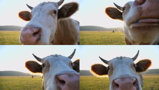 好奇的奶牛看着摄像机，嗅着它。可爱友好的动物在草地上吃草，表现出好奇心。风景优美的乡村景观为背景。模糊的背景。农业的概念。近距离高清在线视频素材下载