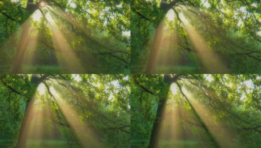 早晨的阳光从绿色的橡树枝头照射出来。绿色的森林与温暖的阳光照亮橡树。万向节高质量拍摄。夏季天然林概念高清在线视频素材下载