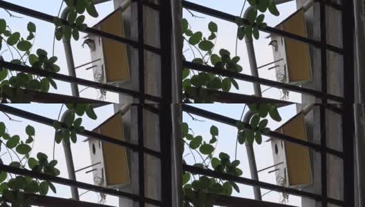 麻雀在人造的鸟窝里筑巢高清在线视频素材下载