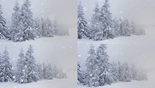 树枝上美丽的蓬松的雪。雪花从云杉树枝上美丽地飘落下来。冬天的童话，树在雪中囚禁。冬天下雪的录像高清在线视频素材下载