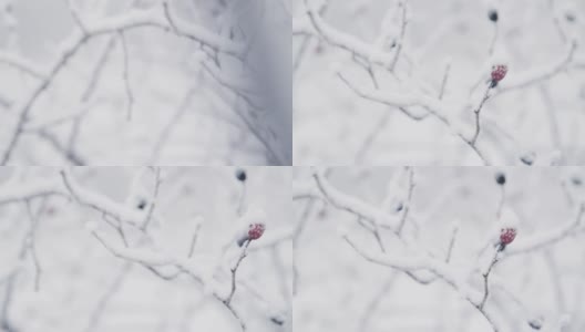 极端近距离拍摄，以雪覆盖的树枝在林地高清在线视频素材下载