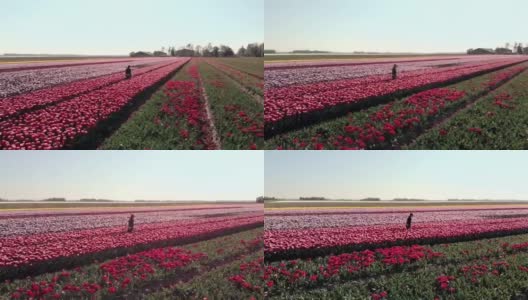 荷兰阿姆斯特丹地区，一架4k无人机飞过一名长发少女在郁金香花上行走。在荷兰旅行和春天的概念与郁金香田的神奇荷兰景观。高清在线视频素材下载