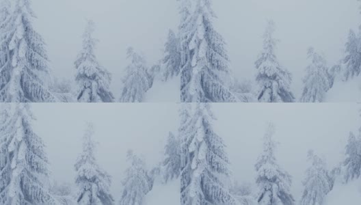 雪中的针叶林高清在线视频素材下载
