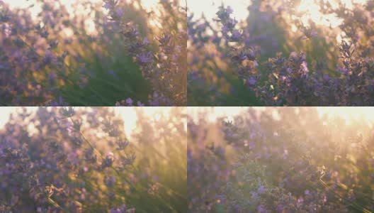 模糊的背景,屏幕保护程序。紫色薰衣草花，户外镜头。日落，阳光，眩光，散景。自然的爱高清在线视频素材下载