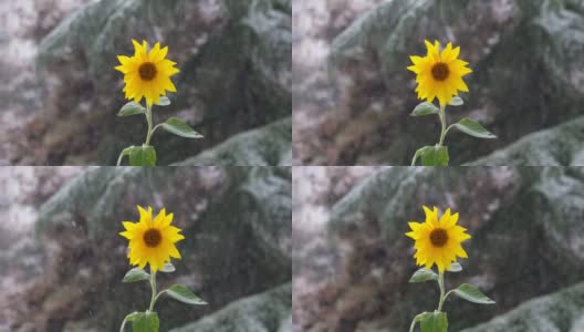 早期的降雪。黄色向日葵的背景上早雪高清在线视频素材下载