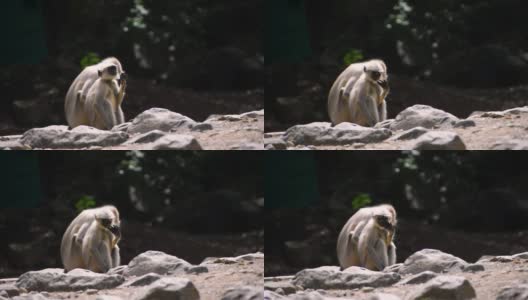 在Junagadh的丛林里，两只灰色的印度猴子在吃地上的食物。高清在线视频素材下载