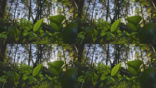 新鲜的绿叶，单子叶植物，正在雨林中生长高清在线视频素材下载