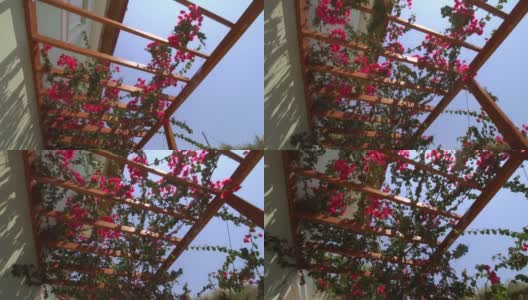 玫瑰悬挂在木制建筑上高清在线视频素材下载
