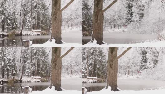 全高清视频冬季胡同森林里白色的雪花从天空中飘落，飘落树木的雪花高清在线视频素材下载