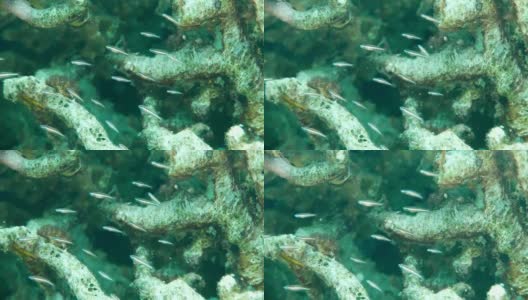 在密克罗尼西亚的雅浦和蝠鲼一起潜水高清在线视频素材下载