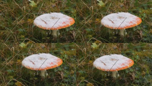 巨大的蘑菇在秋天的下雨天的草地上，覆盖着第一场雪。喀尔巴阡森林的蘑菇收获高清在线视频素材下载