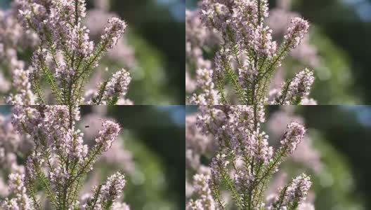 蜜蜂在田野里收集有香味的薰衣草花高清在线视频素材下载